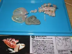 値下げ　海洋堂　チョコＱ日本の動物第９弾　218　ヤマトメリベ　未組み立て