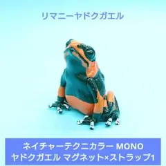 人気【ネイチャーテクニカラー】ヤドクガエル1マグネット リマニーヤドクガエル