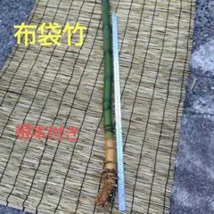 香川県産→　布袋竹（根本付き）　１本
