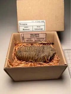 三葉虫 化石 モロッコ産