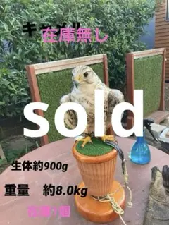 2025年最新】猛禽類 パーチの人気アイテム - メルカリ