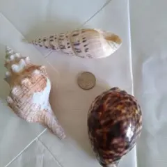 中型貝殻セット
