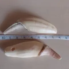 熊の牙　約7.5cm