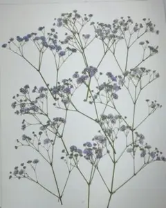 押し花　かすみ草（紫)№166