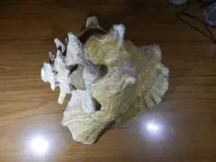 でっかい貝　22cm　1260g　高さ？13cm