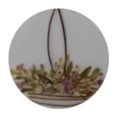 専用