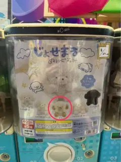 じょせまる ぬいぐるみ ガチャガチャ ラテ