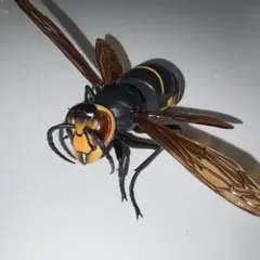 いきもの大図鑑　とっくりばち　ツマアカスズメバチ