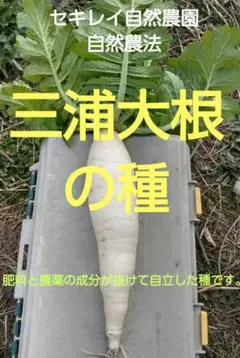 三浦大根の種 自然農法