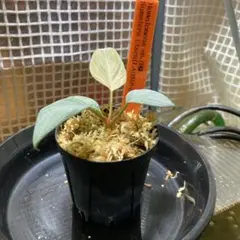 Q　Homalomena sp 月輪 宅急便発送 fit=scale-down,w=1200