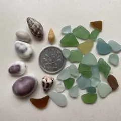 小粒　シーグラス　シェル　貝