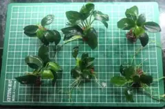 即購入OK‼️完全無農薬アヌビアス ナナプチ溶岩石付き1個