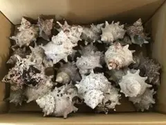 サザエ貝殻　大小ミックス　30個入