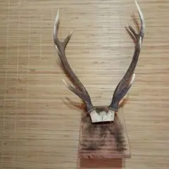 鹿の角 壁掛け飾り