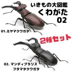 【 2種セット】いきもの大図鑑 くわがた2