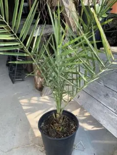 カナリーヤシ　極太幹　送料込み価格 楽天市場】カナリーヤシ(フェニックス) 苗木 6号鉢植え（v08
