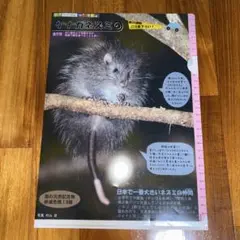 ネズミ　クリアファイル
