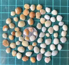 天然貝殻　素材　小さな2枚貝