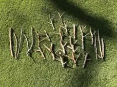 Item thumbnail for item b1104127-d9e5-4b5f-9acd-186bfa736dc2