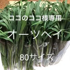 Item thumbnail for item 25b97454-b6fe-4f4d-b920-ebd775c50121