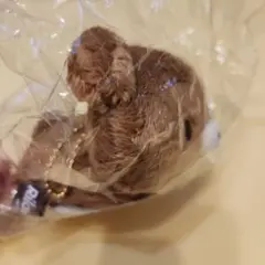 ネオりらっくじ　Part9　チャイロイコグマ　ぶらさげぬいぐるみ　D賞