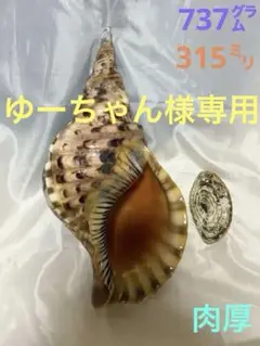 ホラ貝（沖縄産）40㎝ m32905724467_1.jpg?1729519789