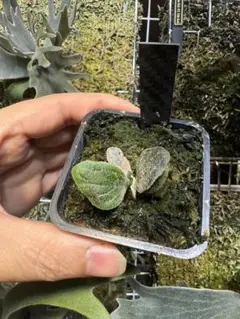 ビカクシダ Platycerium Fishubone (フィッシュボーン) ビカクシダ Platycerium Fishubone (フィッシュボーン)