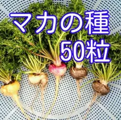 マカの種 50粒