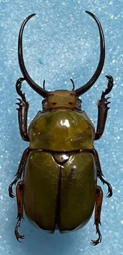 サキシマヒラタクワガタ 標本 サキシマヒラタクワガタ♂標本 - メルカリ