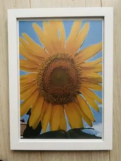 ハンドメイド　ひまわり写真
