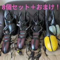 ノコギリクワガタ&ミヤマクワガタ　メガフィギュア３種セット m45403935421_1.jpg?1715355333