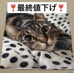 【❣️本日限定❣️】インテリア　かわいい　クッションカバー　キジ猫　猫の雑貨