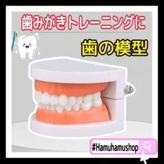 ♡知育♡歯磨き トレーニング 歯 模型 歯科 歯列模型 Aψ5