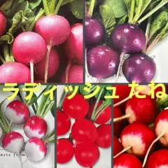 ラディッシュの種 5種類 種