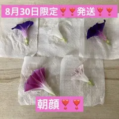 本日8月30日限定、発送②❣️朝顔の押し花5枚セット