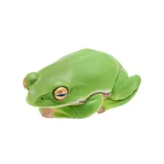いきもん カエル ガチャガチャ