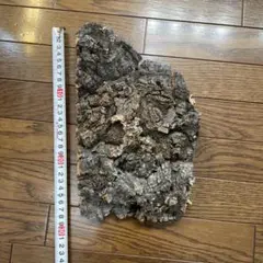 Item thumbnail for item 8acc9944-bc25-4529-80c4-6f991362530a