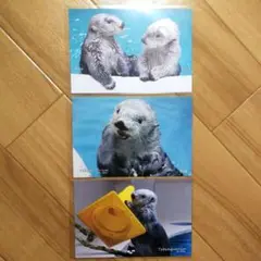 新品 ラッコ キラとメイ ポストカード 鳥羽水族館 ラッコ キラ メイ 3種
