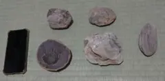 貝の化石4点+@