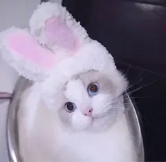 ネコ用うさみみ かぶりもの