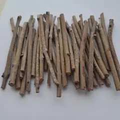 シマトネリコ　小枝
