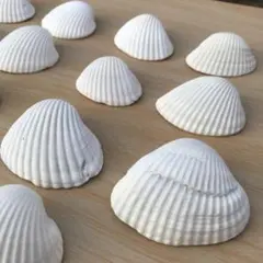貝殻　サルボウガイ　赤貝の仲間　サトウガイ 30枚