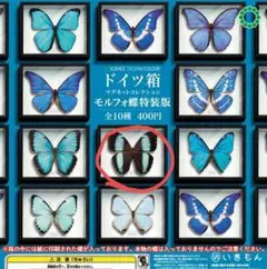 2025年最新】蝶標本 ドイツ箱の人気アイテム - メルカリ