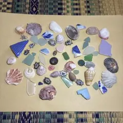 【497】貝殻　鮑　マツバガイ　ウノアシ　サザエ　シーグラス　タカラガイ　セット
