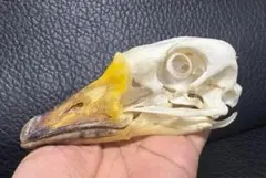 高品質　ガチョウ 頭骨 ♂