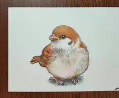 ☆子すずめ色鉛筆画