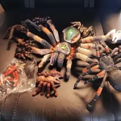 spider タランチュラ　蜘蛛　フィギュア　9体セット tarantnla