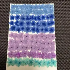 押し花素材☆アジサイ100枚☆*:.。.