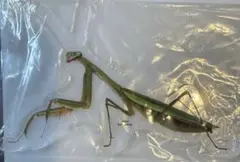昆虫一番くじ アクリルキーホルダーG賞 カマキリ