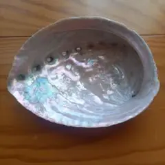 アワビ貝殻　山陰　★D